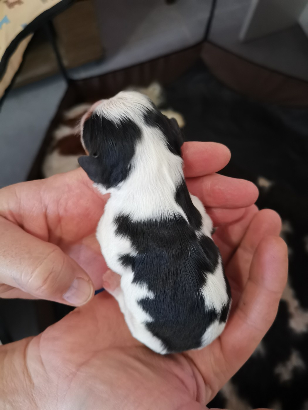 Des Canins En Folie - Chiots disponibles - Cavalier King Charles Spaniel