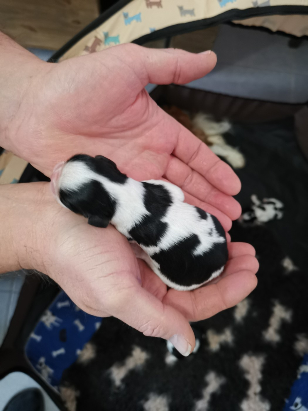 Des Canins En Folie - Chiots disponibles - Cavalier King Charles Spaniel