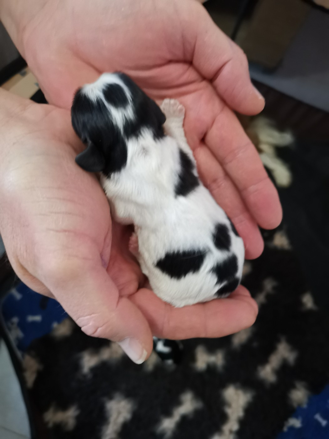 Des Canins En Folie - Chiots disponibles - Cavalier King Charles Spaniel