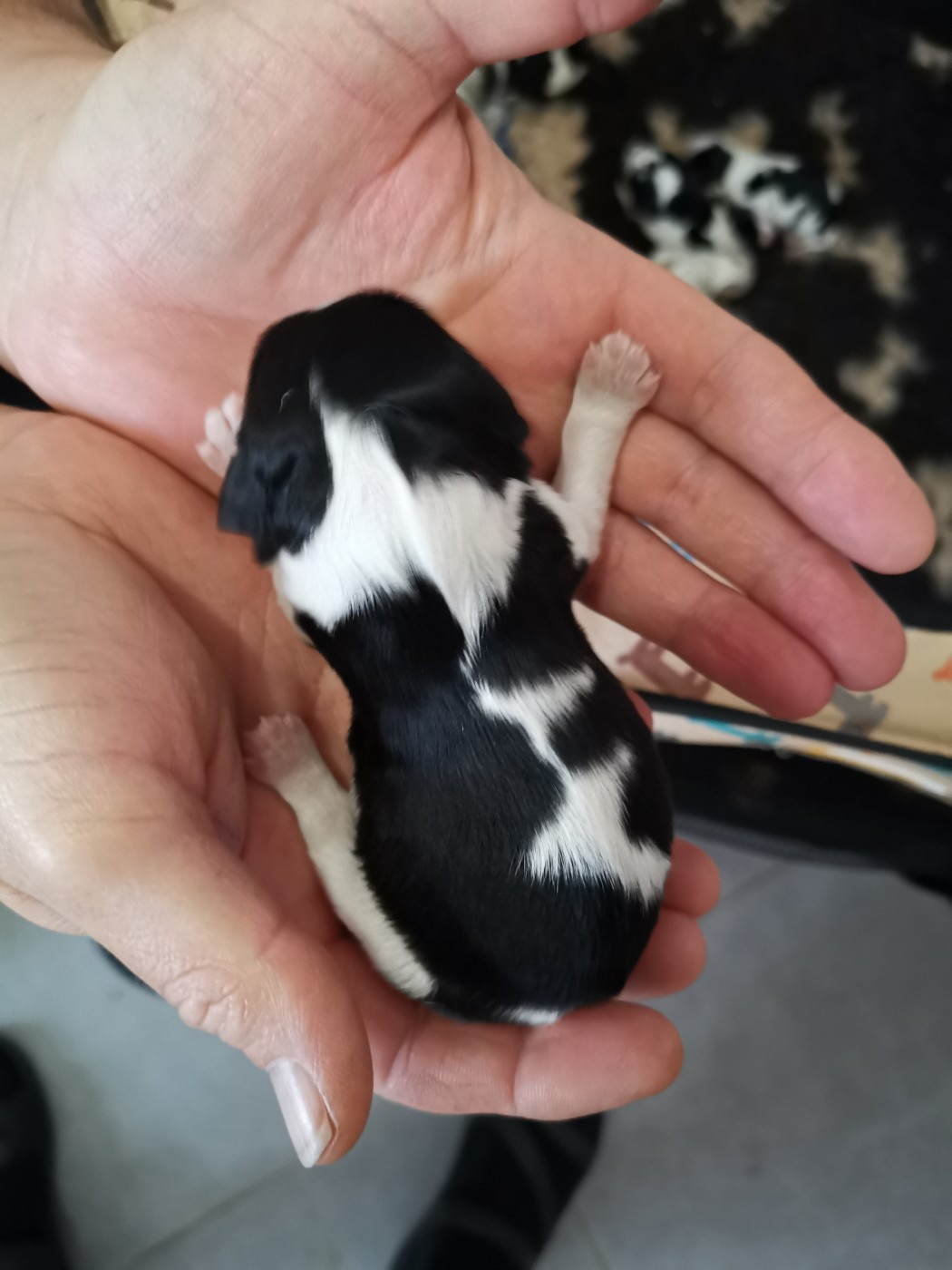 Des Canins En Folie - Chiots disponibles - Cavalier King Charles Spaniel