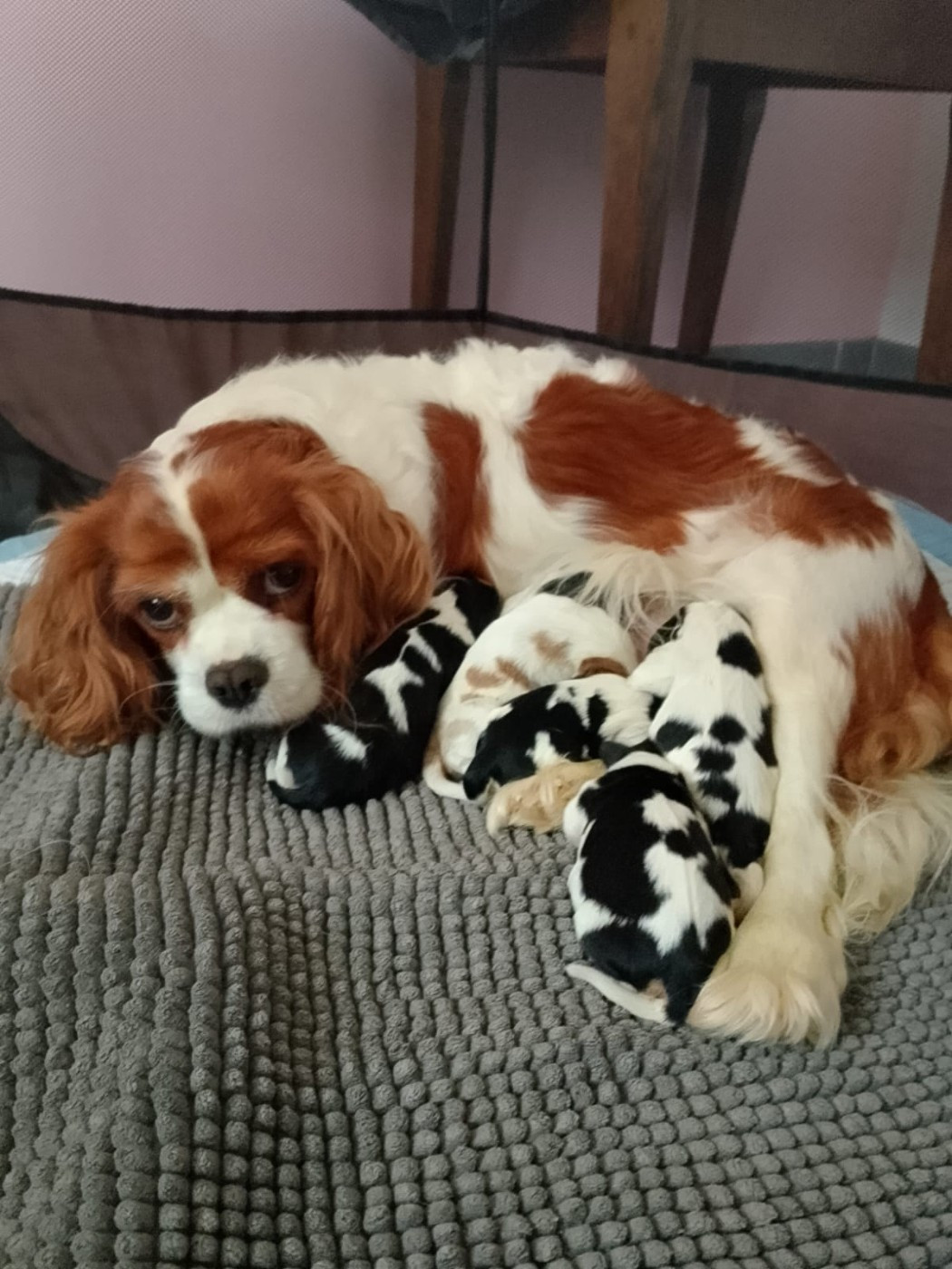 Chiot Cavalier King Charles Spaniel Des Canins En Folie